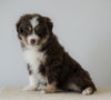 Mini Australian Shepherd For Sale Loudenville, OH Female- Julie