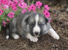 German Shepherd/ Siberian Husky For Sale Millersburg, OH Male- Smokey