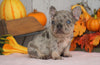 AKC Registered French Bulldog For Sale Millersburg, OH Male- Cooper