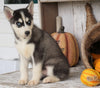 AKC Registered Siberian Husky For Sale Millersburg, OH Female - Linda