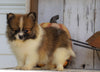 ACA Registered Pomaranian For Sale Millersburg, OH Female- Sally