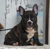 AKC French Bulldog For Sale Millersburg, OH Female- Hailey