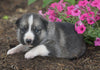 German Shepherd/ Siberian Husky For Sale Millersburg, OH Male- Smokey