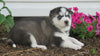 AKC Registered Siberian Husky For Sale Millersburg, OH Female- Avery