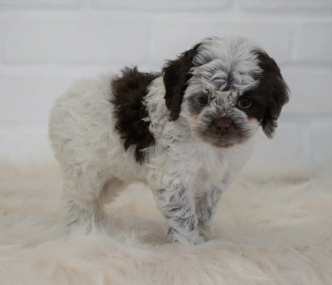 Cockapoo For Sale Dundee, OH Female- Taiya