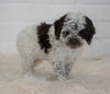 Cockapoo For Sale Dundee, OH Female- Taiya