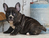 AKC French Bulldog For Sale Millersburg, OH Female- Hailey