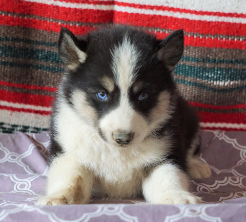 Siberian Husky For Sale Fredericksburg, OH Male- Blitz