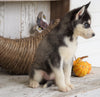 AKC Registered Siberian Husky For Sale Millersburg, OH Female - Linda