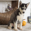 AKC Registered Siberian Husky For Sale Millersburg, OH Female - Linda