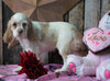AKC Registered Cocker Spaniel For Sale Wooster, OH Female- Gloria