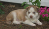 AKC Registered Siberian Husky For Sale Millersburg, OH Male- Dakota