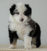 Mini Australian Shepherd For Sale Loudenville, OH Male- Cody *BLUE EYES*