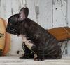 AKC French Bulldog For Sale Millersburg, OH Female- Hailey