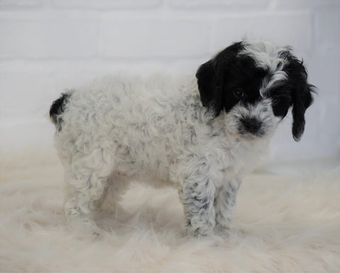 Cockapoo For Sale Dundee, OH Female- Addy
