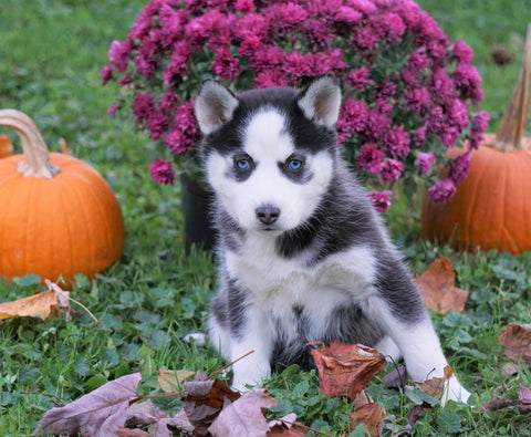AKC Registered Siberian Husky For Sale Millersburg, OH Female - Kiana