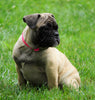 Beabull For Sale Millersburg, OH Female- Rosie