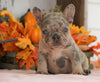 AKC Registered French Bulldog For Sale Millersburg, OH Male- Cooper