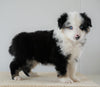 Mini Australian Shepherd For Sale Loudenville, OH Male- Cody *BLUE EYES*