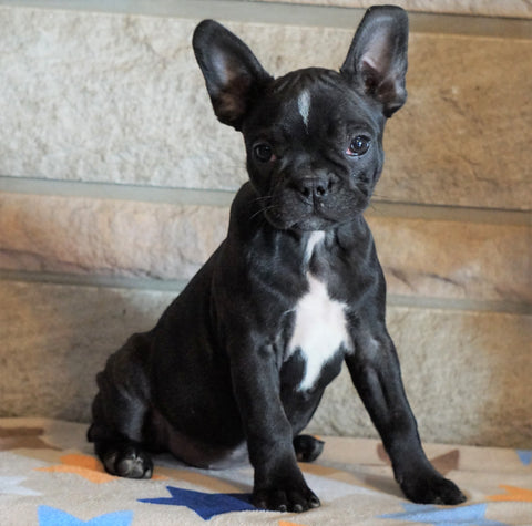 ICA Registered Frenchton For Sale Mansfield, OH Female - Dolly