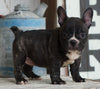 AKC French Bulldog For Sale Millersburg, OH Female- Hailey
