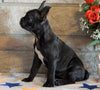 ICA Registered Frenchton For Sale Mansfield, OH Female - Dolly