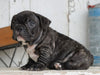 AKC Registered French Bulldog For Sale Millersburg, OH Male- Dakota