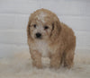 Cockapoo For Sale Dundee, OH Male- Chase