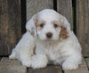Cockapoo For Sale Wooster, OH Female- Twlight