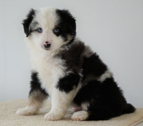 Mini Australian Shepherd For Sale Loudenville, OH Male- Cody *BLUE EYES*