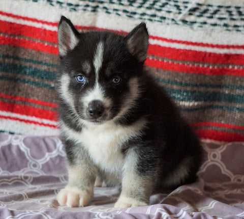 Siberian Husky For Sale Fredericksburg, OH Male- Solo