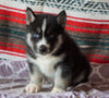 Siberian Husky For Sale Fredericksburg, OH Male- Solo