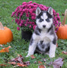 AKC Registered Siberian Husky For Sale Millersburg, OH Male - Panda