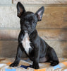 ICA Registered Frenchton For Sale Mansfield, OH Male - Choco