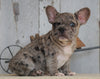 AKC Registered French Bulldog For Sale Millersburg, OH Male- Buddy