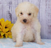 F1B Mini Sheepadoodle For Sale Applecreek, OH Male- Jasper