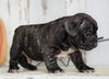 AKC Registered French Bulldog For Sale Millersburg, OH Male- Dakota