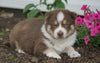 AKC Registered Siberian Husky For Sale Millersburg, OH Male- Shadow