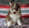 Siberian Husky For Sale Fredericksburg, OH Male- Sammy