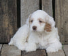 Cockapoo For Sale Wooster, OH Female- Twlight