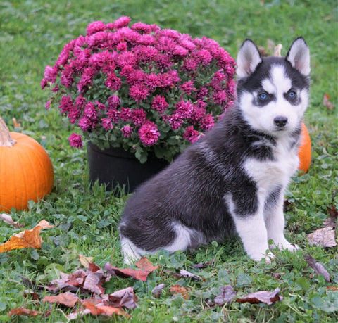 AKC Registered Siberian Husky For Sale Millersburg, OH Male - Panda