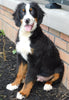 AKC Registered Bernese Mountain Dog For Sale Brinkhaven, OH Male- Scout