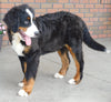 AKC Registered Bernese Mountain Dog For Sale Brinkhaven, OH Male- Moose