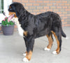 AKC Registered Bernese Mountain Dog For Sale Brinkhaven, OH Male- Moose