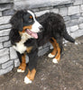 AKC Registered Bernese Mountain Dog For Sale Brinkhaven, OH Male- Moose
