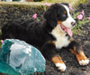 AKC Registered Bernese Mountain Dog For Sale Brinkhaven, OH Male- Scout