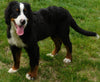 AKC Registered Bernese Mountain Dog For Sale Brinkhaven, OH Male- Scout