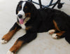 AKC Registered Bernese Mountain Dog For Sale Brinkhaven, OH Male- Moose