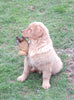 AKC Golden Retriever For Sale Holmesville, OH Male - Hank