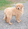 AKC Golden Retriever For Sale Holmesville, OH Male - Hank